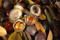 Archidendron jiringa Jengkol, Jiringa Archidendron jiringa Jengkol, Jiringa